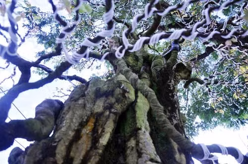 Anh Nguyễn Giang một nghệ nhân chơi cây kiểng ở Tân Phú cho biết, rất hiếm dòng cây ăn trái nào có tuổi đời hàng trăm năm. “Việc cây khế hàng trăm tuổi chỉ là lời nói của chủ sở hữu và chỉ bằng mắt thường. Hiện nay, việc xác định độ tuổi của cây có thể áp dụng bằng máy đo phóng xạ, tuy nhiên chi phí việc này khá cao”, nghệ nhân Giang cho biết.