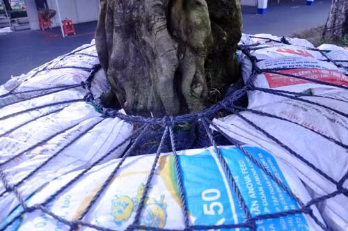 Theo nghệ nhân Hùng, để vận chuyển cặp khế “cổ”, gia đình đã phải sử dụng cẩu 25 tấn, thuê 2 xe tải và mất hơn 7 giờ mới vận chuyển từ Tây Ninh đến hội hoa xuân Phú Mỹ Hưng. Ông Hùng cho biết, cách đây hơn 1 tháng, ông nhận được lời mời của Ban tổ chức hội hoa xuân nên thời gian chuẩn bị không tốt, dáng và thế cặp khế còn một số điểm chưa được nghệ nhân ưng ý.