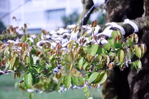 Tuy nhiên, nhiều nghệ nhân cho biết cặp khế này nếu bán với giá 12 tỷ hay 15 tỷ nhưng lời của chủ sở hữu thì rất khó bán. “Những người đam mê, yêu cây kiểng đến đâu họ cũng không dám bỏ ra một số tiền lớn như vậy để mua cặp khế này”, nghệ nhân chơi cây kiểng tên Phụng nói.