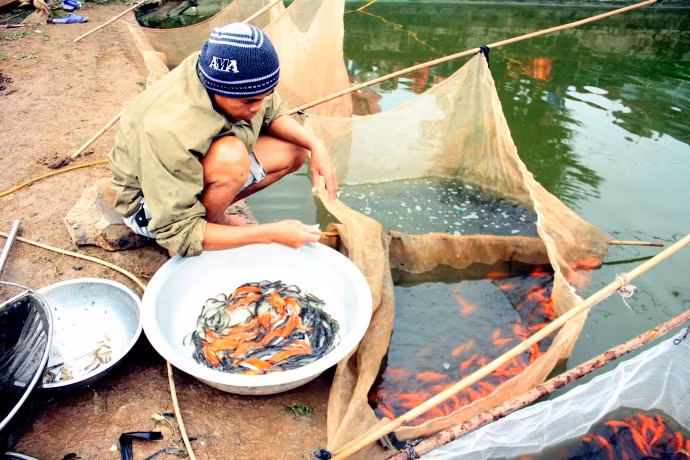 Lang chai vung nui lai 