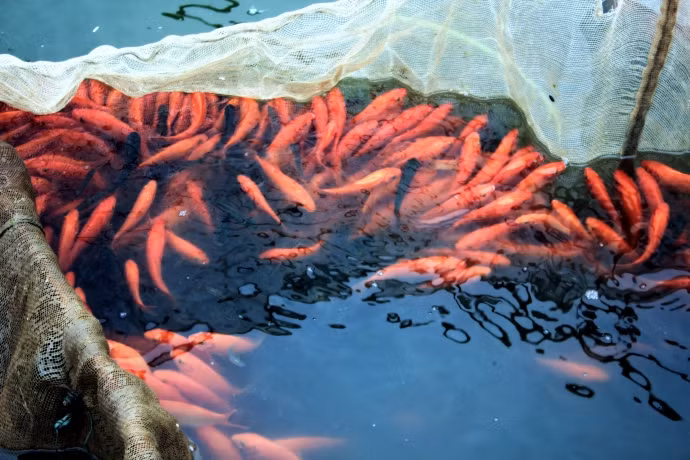 Lang chai vung nui lai 