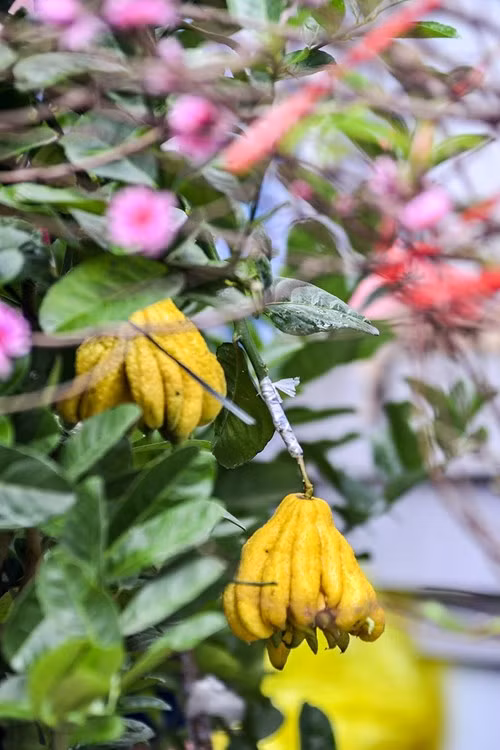 Những quả phật thủ vàng óng đẹp mắt.