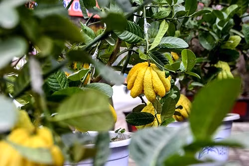 Được biết, giá của những cây phật thủ này dao động từ 1 triệu đồng đối với những cây nhỏ, 2 triệu đồng với những cây to hơn.