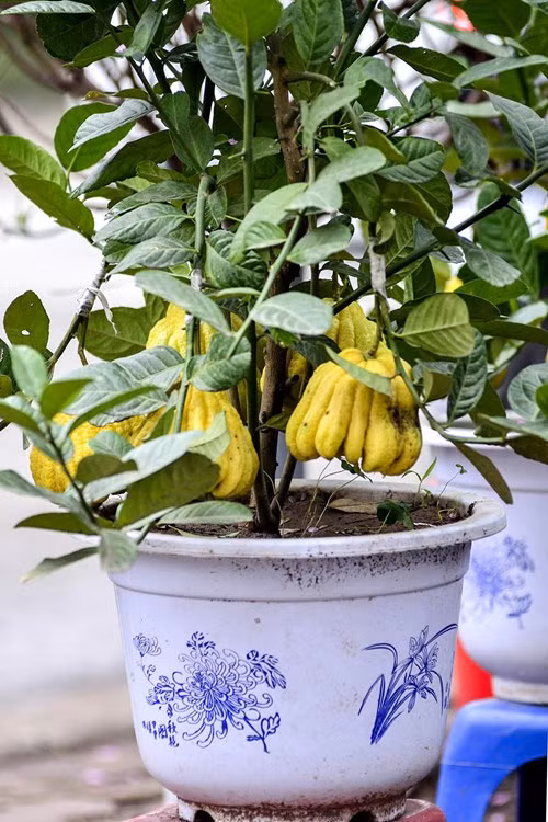 Để vận chuyển, bảo quản quả phật thủ tránh bị hỏng nhiều người đã phải bọc kín quả lại bằng giấy báo và túi nilon.