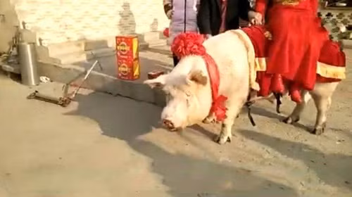 Cô dâu “cưỡi” lợn hơn 600kg về nhà chồng - Hình 3 Co dau “cuoi” lon hon 600kg ve nha chong-Hinh-3