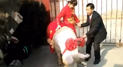 Cô dâu “cưỡi” lợn hơn 600kg về nhà chồng - Hình 2 Co dau “cuoi” lon hon 600kg ve nha chong-Hinh-2