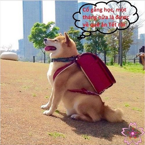 Có tư tưởng nghỉ học từ một tháng trước.