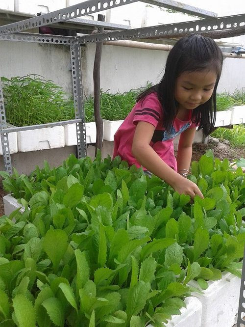 Con gái chị Thảo chăm chú giúp mẹ tìm sâu trong rau.