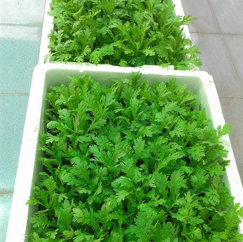 Cải cúc cũng là thức rau chị Thảo yêu thích.