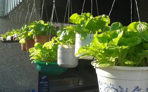 Những chậu rau như thể chậu hoa treo trước nhà.