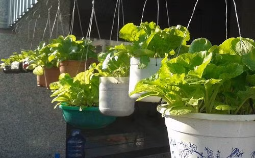 Những chậu rau như thể chậu hoa treo trước nhà.