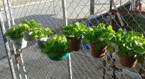 Từng chậu rau được treo cạnh hàng rào sắt.
