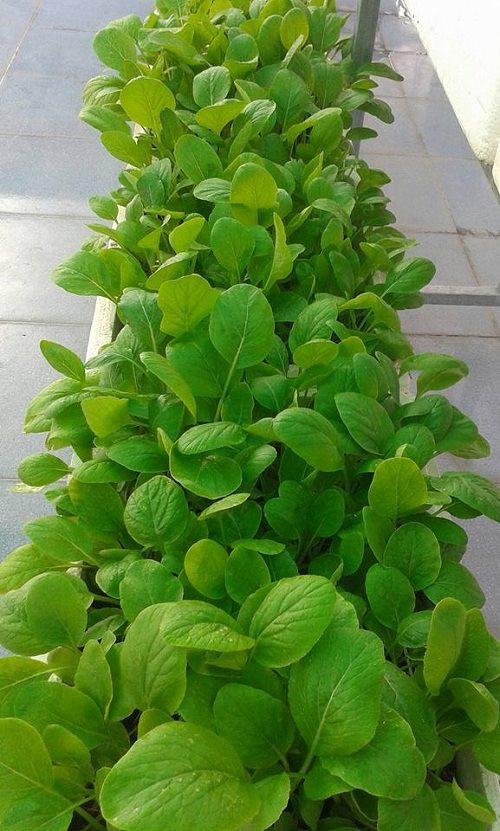 Vì thích ăn rau cải, chị Thảo đã dành nhiều diện tích đất để gieo trồng.