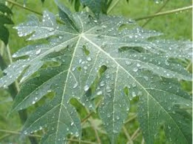 Cải thiện hệ tiêu hóa. Trong lá đu đủ chứa các enzyme giúp hỗ trợ tiêu hóa. Những người rối loạn tiêu hóa khi uống nước ép lá đu đủ sẽ được sửa chữa và điều tiết lại hệ tiêu hóa. Ngoài ra nước ép lá đu đủ có đặc tính chống viêm dạ dày, giúp điều trị vết loét dạ dày tá tràng nhờ diệt vi khuẩn có hại HP. 