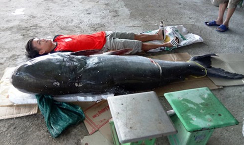 Cau duoc ca tra dau nang 130 kg tren song Serepok-Hinh-2