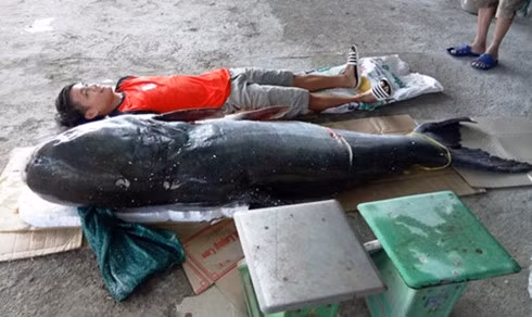 Cau duoc ca tra dau nang 130 kg tren song Serepok-Hinh-2