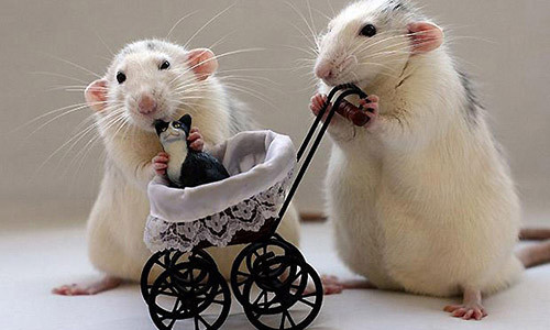 Diem mat 4 con giap “dau dau vi tien” khi tuoi tu tuan