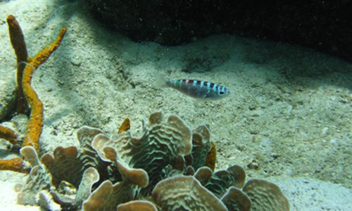 Loai ca giao phoi lien tuc, tu “chuyen gioi” 20 lan/ngay