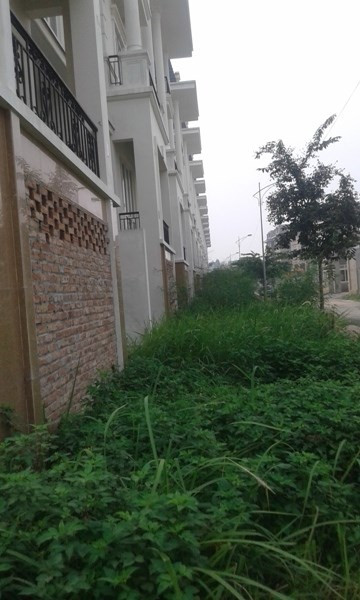 Cỏ dại mọc cao vì không có người ở.