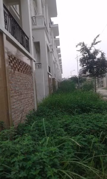 Cỏ dại mọc cao vì không có người ở.