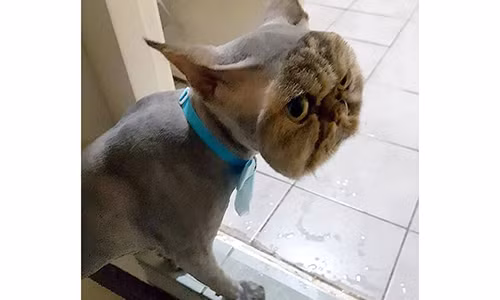 Meo Ba Tu gay choang nang voi bo dang di spa ve