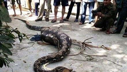 Con trăn nuốt chửng con bê bị người dân bắt được.