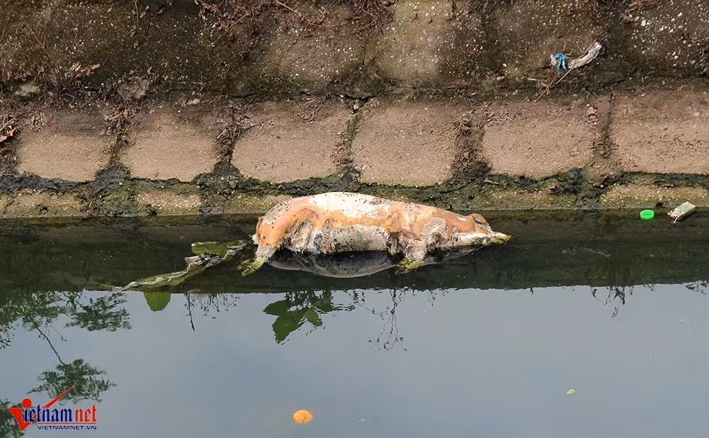 Ha Nam: Dan khon kho vi xac lon ngap tran ngo xom-Hinh-6