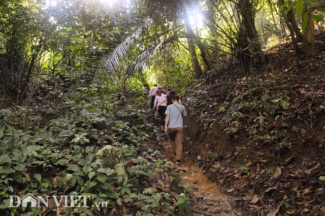 Nuoi 50 con trau, bo khong can chan chi cho an may hat muoi-Hinh-3