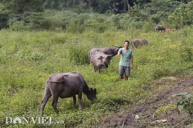 Nuoi 50 con trau, bo khong can chan chi cho an may hat muoi
