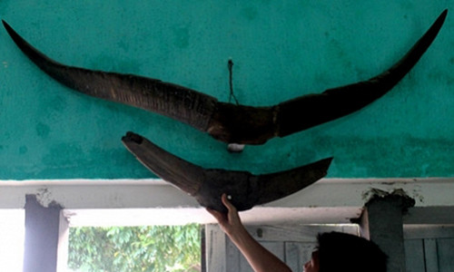 Giai ma cap sung khong lo, chua tung thay tren the gioi o Quang Ninh