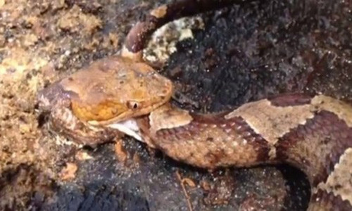 Chat dut dau ran va cai ket khien nhieu nguoi kinh hai