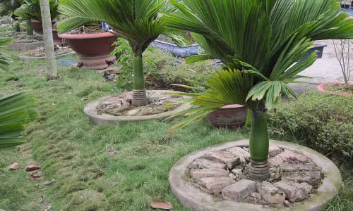 Loai cay canh than thanh chua bach benh trong nha