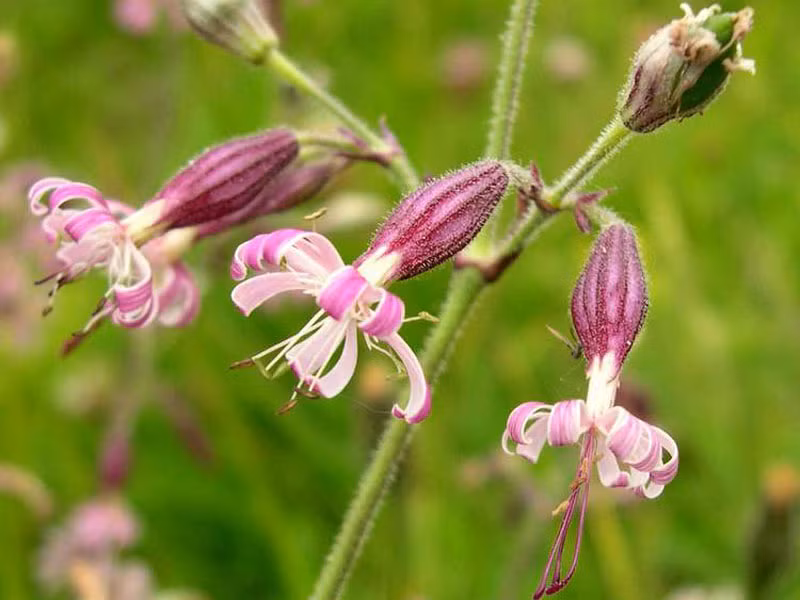 9. Hoa bắt ruồi Nottingham.