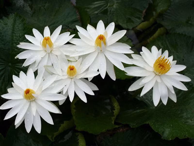 5. Hoa súng nhiệt đới.