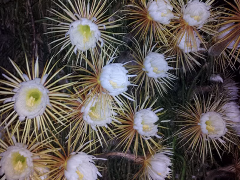 Tờ The Mysterious World vừa liệt kê ra danh sách 10 loài hoa chỉ nở về đêm đẹp nhất trên thế giới. 1. Hoa xương rồng khế.