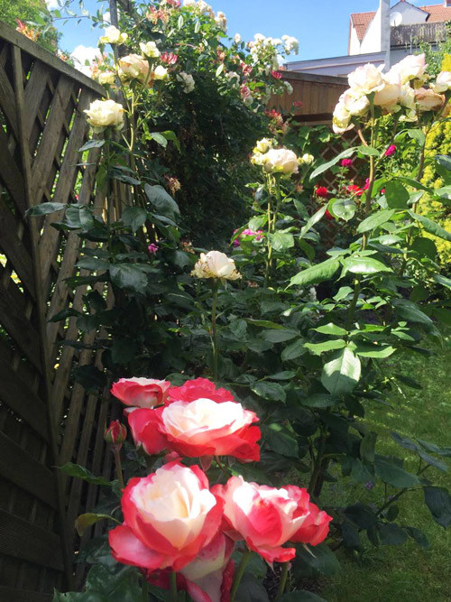 Mỗi năm, chị đều mong mỏi mùa đông qua thật nhanh và háo hức chờ đợi đến một mùa hoa rực rỡ.