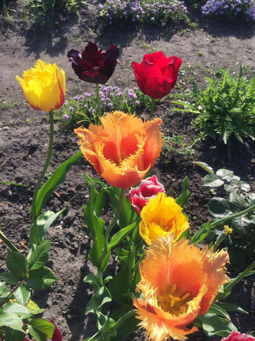 Bên cạnh hoa hồng, chị cũng trồng đủ các loài hoa đẹp có tiếng như tulip, tử đằng, hoa trà, oải hương...