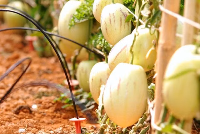 Dưa pepino: Pepino là một trong những loại dưa ngon nhất thế giới và rất được ưa chuộng. Dưa có vị ngọt dịu, thường được sử dụng như món tráng miệng sau các bữa tiệc nướng, làm salad hay sinh tố. Pepino chưa chín có màu xanh, khi chín có vỏ vàng sọc tím lạ mắt, hình dáng nhỏ nhắn, vỏ mỏng, ruột mềm, thơm, ăn thanh mát. Dưa Pepino có thời gian sinh trưởng và cho thu hoạch quả trong vòng 4-6 tháng nên người nông dân có thể trồng được 2 vụ trong một năm. Cây giống được trồng bằng phương pháp gieo hạt tại Đà Lạt.