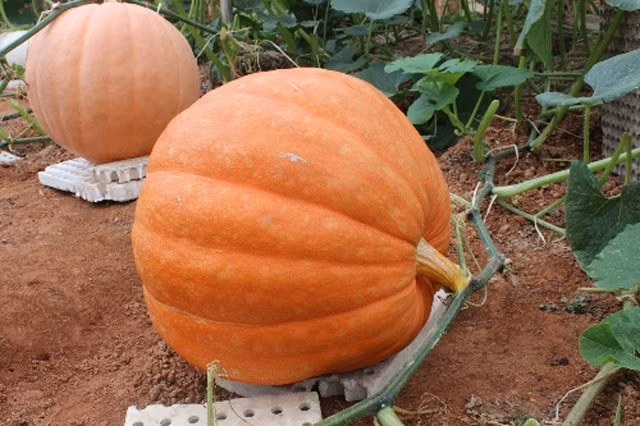 Bí ngô "khổng lồ”: Ông Lê Hữu Phan - chủ vườn bí "khủng" cho biết: “Giống bí ngô tôi mua ở bên Mỹ cho quả nặng 1 tấn rưỡi, song vụ đầu tiên tôi trồng thử, quả to nhất mới nặng được hơn 1 tạ. Còn lại chỉ đạt từ 40-80kg/quả”. Đó là loại bí ngô có nhiều bột, ăn thơm và béo như bơ trái. Ngoài các món súp, chiên xào, loại bí này cũng có thể làm gỏi. Riêng ngọn bí cũng rất to nên chỉ cần ba ngọn là được một đĩa rau!