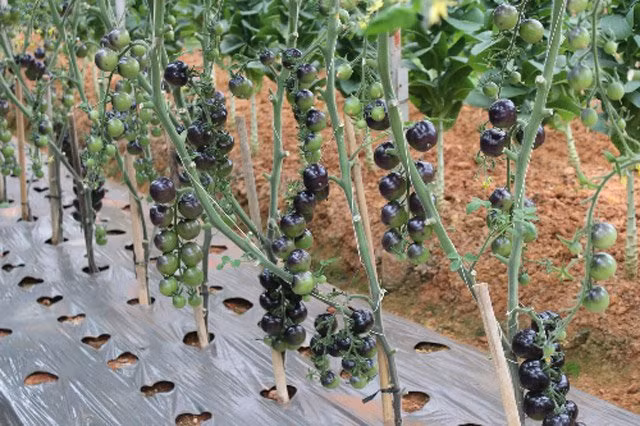 Cà chua đen: Cà chua đen là sản phẩm cấy ghép của cà chua đỏ và tím để cho ra đời một loại “siêu thực phẩm”. Do đang được trồng thử nghiệm ở Đà Lạt nên cà chua này là hàng hiếm là cũng là một trong những loại rau, quả độc lạ. Cây cho trái từ gốc lên ngọn. Khi quả già, chín thì chuyển sang màu đen nhánh. Theo các nhà sinh học, loại cà chua mới này tốt hơn cho sức khỏe, đặc biệt là hồng cầu. Cà chua đen có hàm lượng cao chất chống oxy hóa đặc biệt như anthocyanins tìm thấy trong quả việt quất, quả mâm xôi đen… được cho là giúp ngăn ngừa nhiều bệnh trong đó có ung thư.