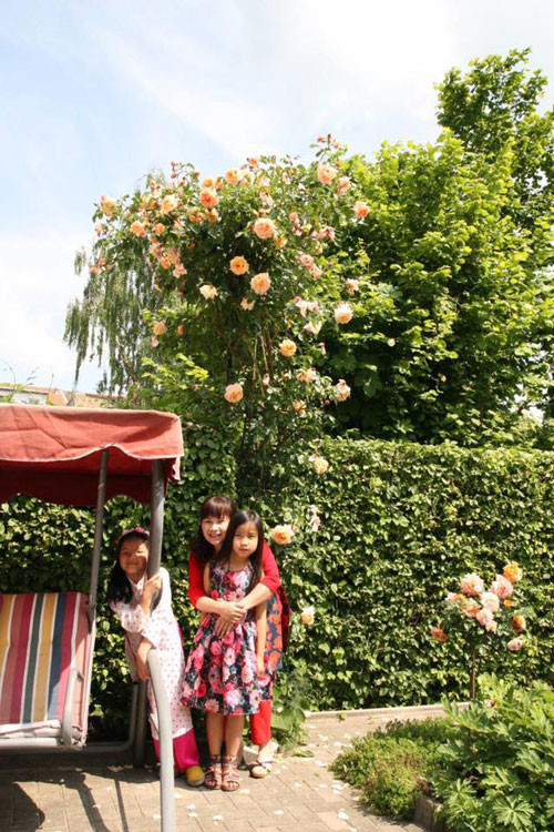 Yêu thích màu vàng, chị chọn những bụi hồng vàng và cam rực rỡ trồng hai bên lối đi.