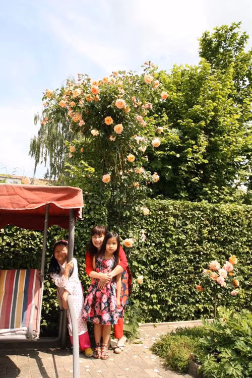 Yêu thích màu vàng, chị chọn những bụi hồng vàng và cam rực rỡ trồng hai bên lối đi.