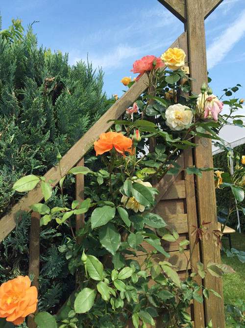 Với khí hậu châu Âu, hồng lên khá tốt và hoa suốt 2 mùa, từ giữa tháng 4 đến tận hết tháng 10.