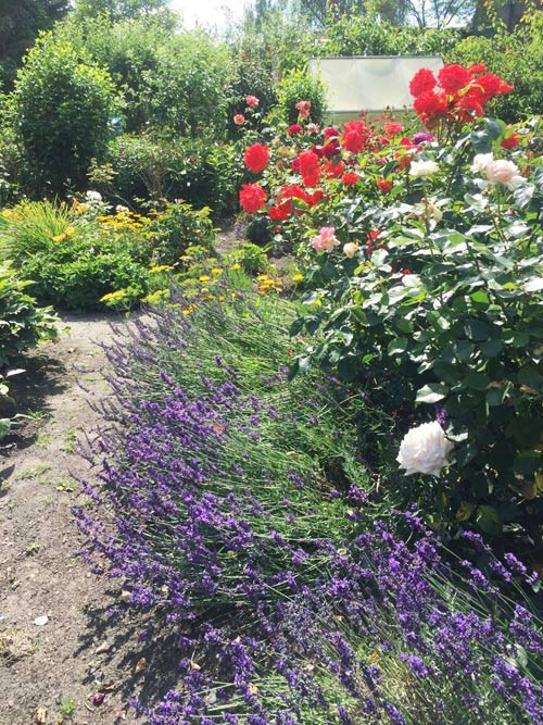 Dưới gốc những bụi hồng rực rỡ, chị trồng thêm luống hoa oải hương tím ngắt nổi bật.