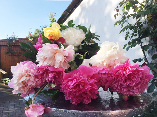 Chăm sóc vườn cây mỗi ngày đã trở thành thói quen và cũng là sở thích đặc biệt của chị.