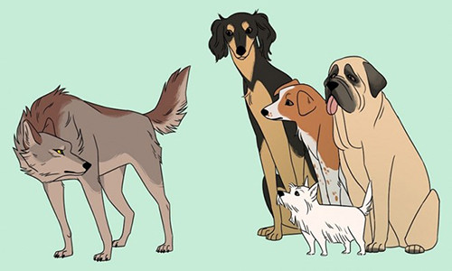 Loài chó nhà có nguồn gốc từ chó sói.