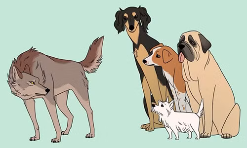 Loài chó nhà có nguồn gốc từ chó sói.