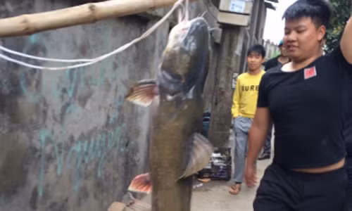 Gia đình ông Nguyễn Văn Hùng bắt được con cá hơn 20kg ở ngã ba tam giang.