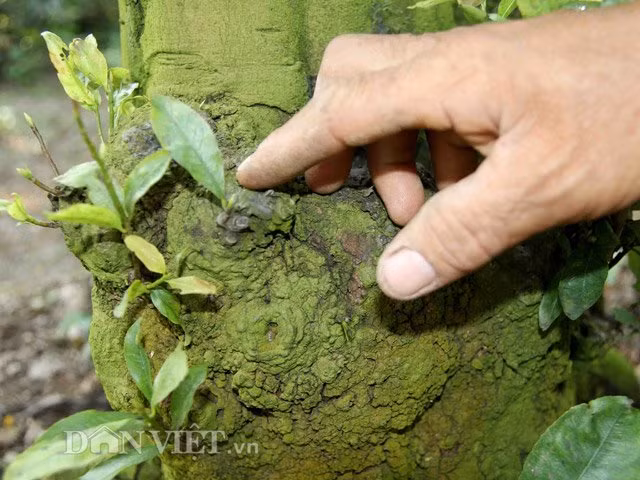 Mai của ông Triệu Văn Ẩn có gốc to, da sần sùi – đặc điểm thu hút dân sành về mai.