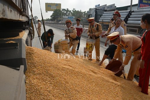 Các chiến sĩ CSGT trực tiếp gom ngô giúp chủ xe.